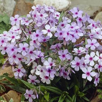 Флокс Phlox divaricata ‘Chattahoochee’